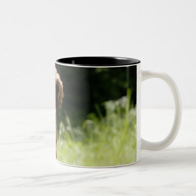 Caneca De Café Em Dois Tons Setter irlandês (Direita)