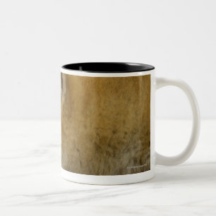 Caneca De Café Em Dois Tons Shiba-ken de sono 3