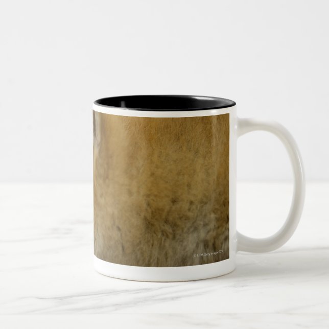 Caneca De Café Em Dois Tons Shiba-ken de sono 3 (Direita)