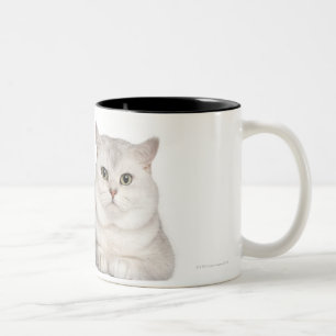 Caneca De Café Em Dois Tons Shorthair britânico (2 anos velho) que encontra-s