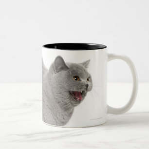 Caneca De Café Em Dois Tons Shorthair britânico Scared que silva (8 meses