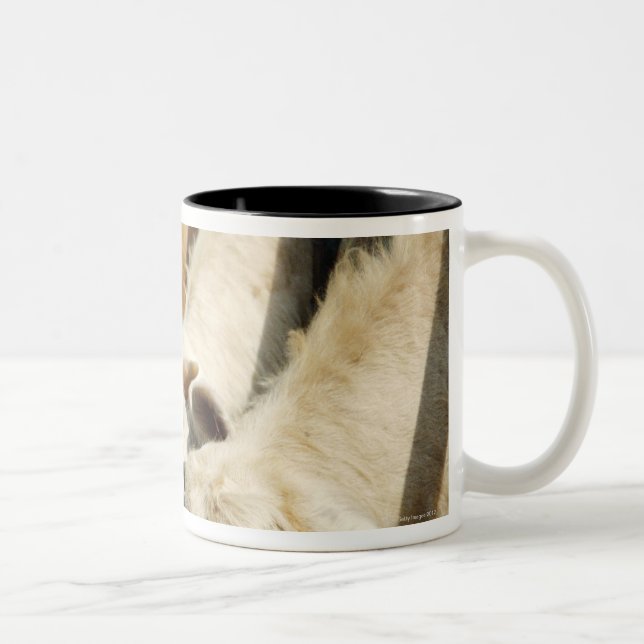 Caneca De Café Em Dois Tons Sicília, Italia (Direita)