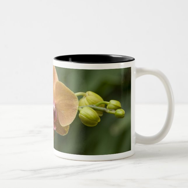 Caneca De Café Em Dois Tons Singapura (Sânscrito para Cidade dos Leões). Nacio (Direita)