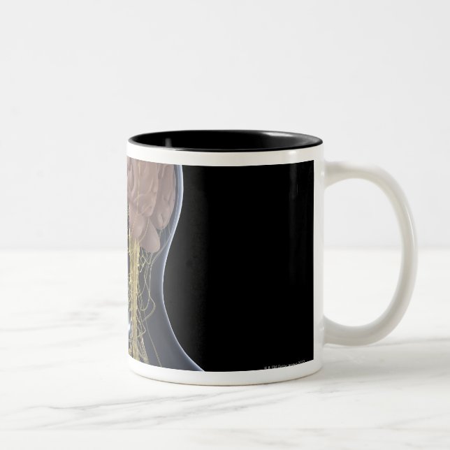 Caneca De Café Em Dois Tons Sistema nervoso humano (Direita)