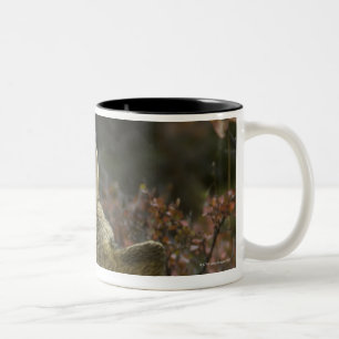 Caneca De Café Em Dois Tons Sniffing novo alerta do lobo cinzento (lúpus de