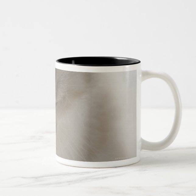 Caneca De Café Em Dois Tons Sono cansado do gatinho (Direita)