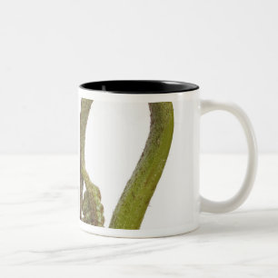 Caneca De Café Em Dois Tons Sprouts 2 da samambaia