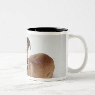 Caneca De Café Em Dois Tons Staffordshire Terrier americano que encontra-se