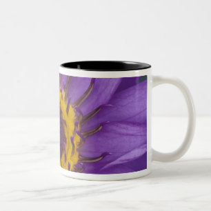 Caneca De Café Em Dois Tons Tailândia, Banguecoque, Lótus roxo e amarelo