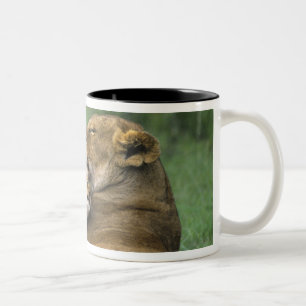 Caneca De Café Em Dois Tons Tanzânia, Cratera Ngorongoro. Mãe de leão africano
