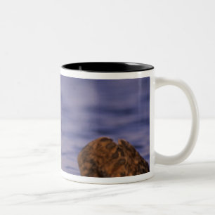 Caneca De Café Em Dois Tons Tartarugas marinhas, Enhydra lutris 4