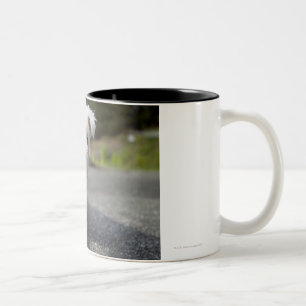 Caneca De Café Em Dois Tons Terrier ocidental fêmea semanas de idade das