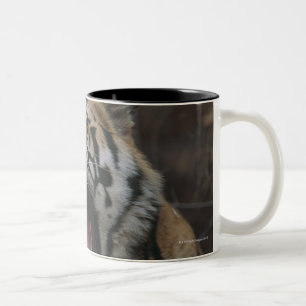 Caneca De Café Em Dois Tons Tigre Cub que boceja