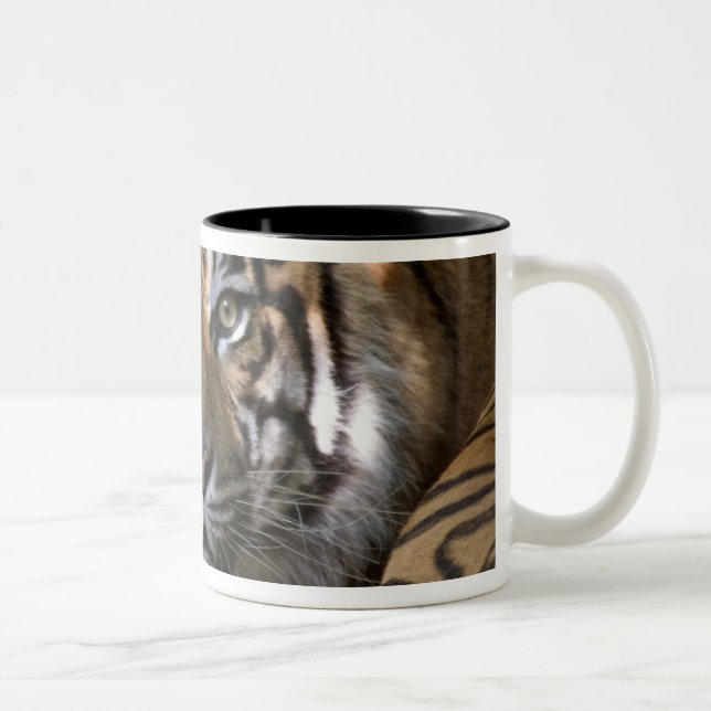 Caneca De Café Em Dois Tons Tigre-de-sumatra macho (Panthera tigris sumatrae) (Direita)