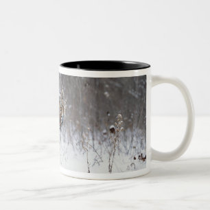 Caneca De Café Em Dois Tons Tigre (Panthera tigris) que está na neve profunda