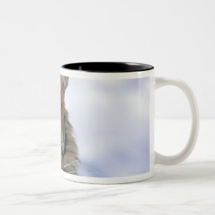 Caneca De Café Em Dois Tons Tigre Siberian, altaica de tigris do Panthera,