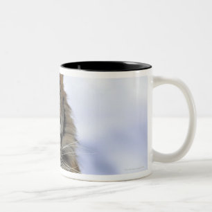 Caneca De Café Em Dois Tons Tigre Siberian, altaica de tigris do Panthera,