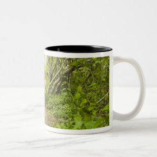 Caneca De Café Em Dois Tons Trajeto através da floresta