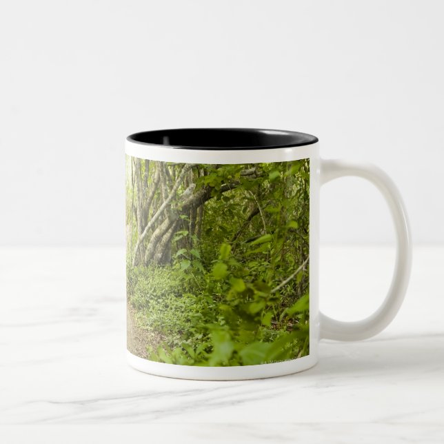 Caneca De Café Em Dois Tons Trajeto através da floresta (Direita)