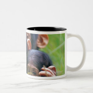 Caneca De Café Em Dois Tons Três chimpanzés novos (troglodytes da bandeja)