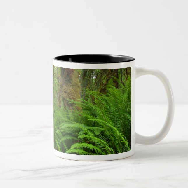 Caneca De Café Em Dois Tons trilha Maple Glade, samambaias e musgo cobertos (Direita)