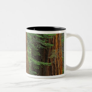 Caneca De Café Em Dois Tons troncos de sequóia gigante na floresta, Yosemite