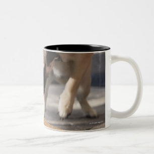 Caneca De Café Em Dois Tons Um cão que come um sorvete de um pavimento