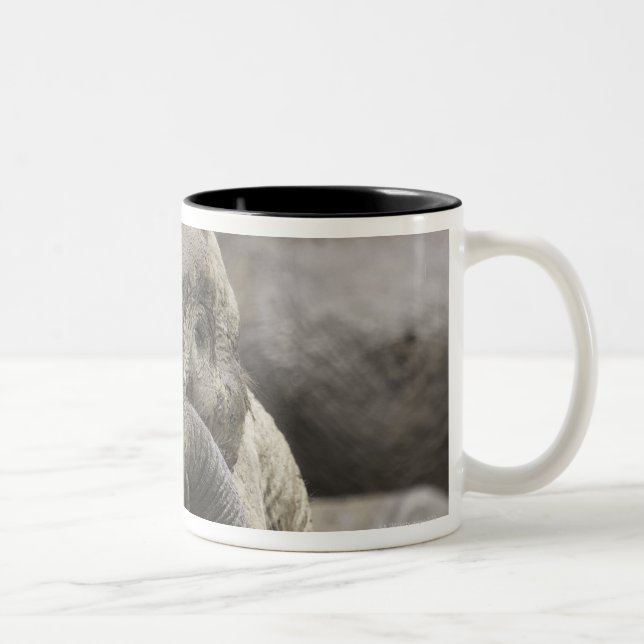 Caneca De Café Em Dois Tons Um elefante africano novo (africana do Loxodonta) (Direita)