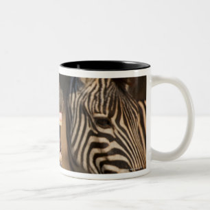 Caneca De Café Em Dois Tons Um fim-acima de uma zebra que mostra seus dentes,