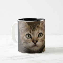 Caneca De Café Em Dois Tons Um gatinho muito doce do gato malhado