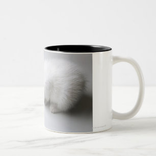 Caneca De Café Em Dois Tons Um gatinho novo estica sua cabeça abaixo de um