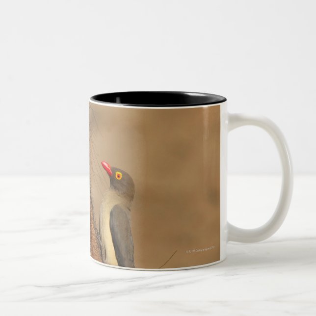 Caneca De Café Em Dois Tons Um Oxpecker em um snout dos warthogs, (Direita)