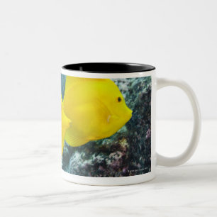 Caneca De Café Em Dois Tons Um par de espigas amarelas