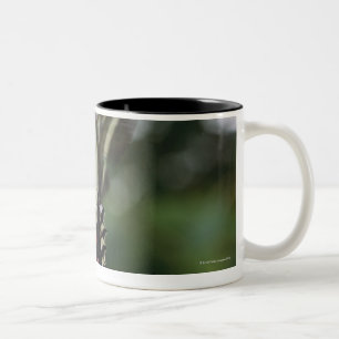 Caneca De Café Em Dois Tons Uma borboleta, na família de Swallowtails ou