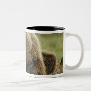 Caneca De Café Em Dois Tons Urso pardo, ou Urso Cinzento Costeiro, Ursus