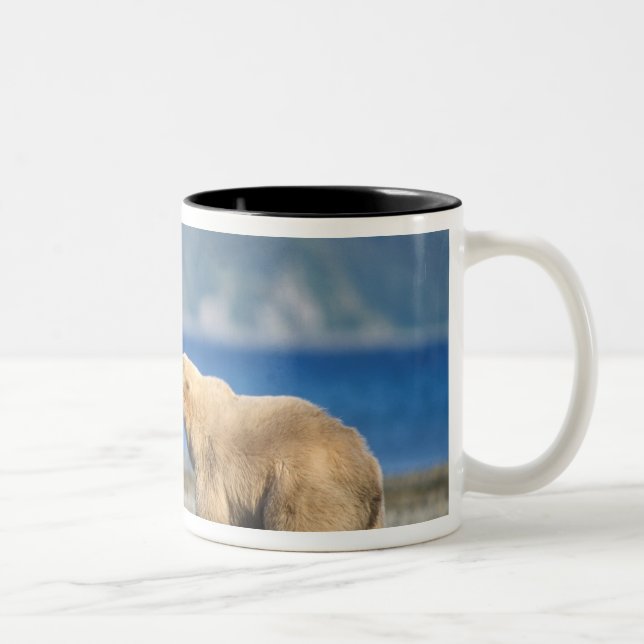 Caneca De Café Em Dois Tons Urso pardo, urso cinzento, brincar na praia, (Direita)