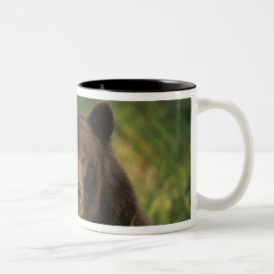 Caneca De Café Em Dois Tons urso pardo, Ursus arctos, urso cinzento, Ursus 9
