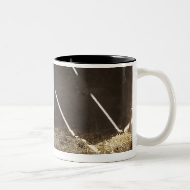 Caneca De Café Em Dois Tons Vaca de leiteria (Direita)