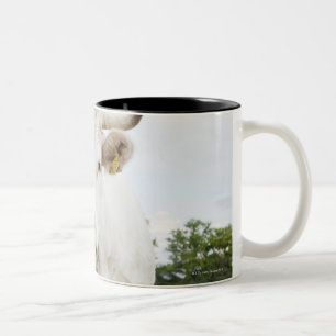 Caneca De Café Em Dois Tons Vaca que está no campo gramíneo