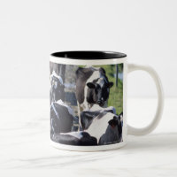 Vacas de leiteria de Fresian, esperando a ordenha,