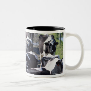 Caneca De Café Em Dois Tons Vacas de leiteria de Fresian, esperando a ordenha,