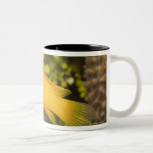 Caneca De Café Em Dois Tons Vida subaquática, PEIXE: um Basslet feericamente