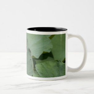 Caneca De Café Em Dois Tons Vietnã, perto de Saigon) My Tho. Vinh Trang 2
