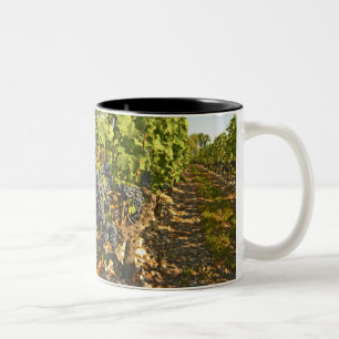 Caneca De Café Em Dois Tons Vinhas de Cabernet Sauvignon em uma fileira no