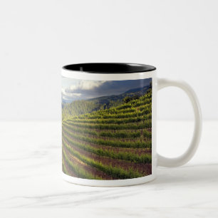 Caneca De Café Em Dois Tons Vinícola. Vale de Napa. Napa. Condado de Napa,