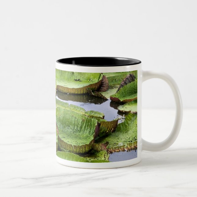 Caneca De Café Em Dois Tons Vitória Regis, lírios gigantes da Amazônia (Direita)