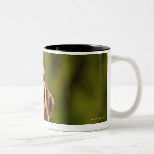 Caneca De Café Em Dois Tons Weimaraner