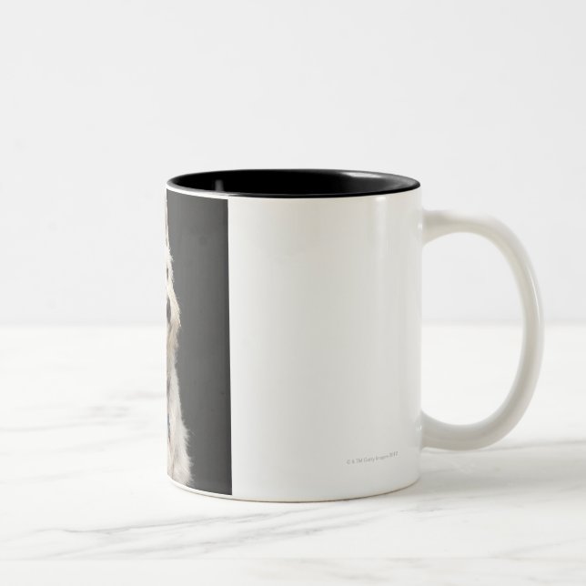 Caneca De Café Em Dois Tons Westie (terrier ocidental das montanhas) com colar (Direita)