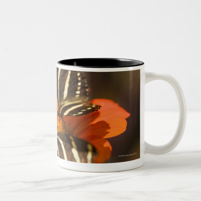 Caneca De Café Em Dois Tons Zebra Longwing (charitonia do heliconius) na flor (Direita)