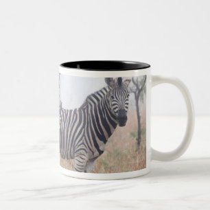 Caneca De Café Em Dois Tons Zebras na poeira do amanhecer, nacional de Kruger